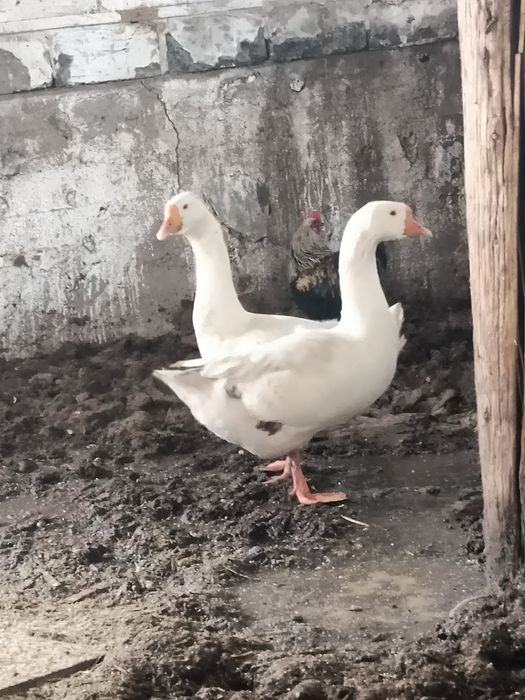 Продам гусей 8 месячные