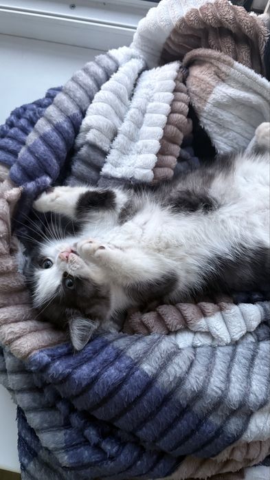 Котенки мальенкие