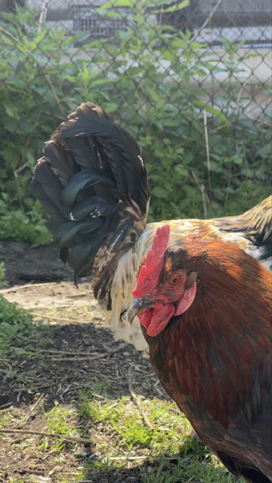 Продам двух петушков