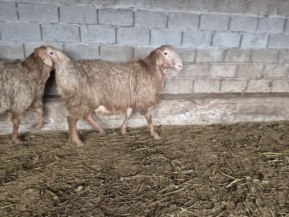 Қошқар кошкар токтылар