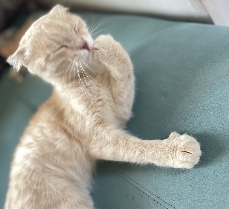 Шотландский кот (Scottish Fold)