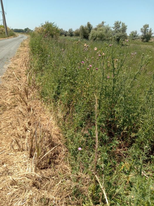 Miere din Delta Dunării, din flora spontană, sălbatică bio a deltei