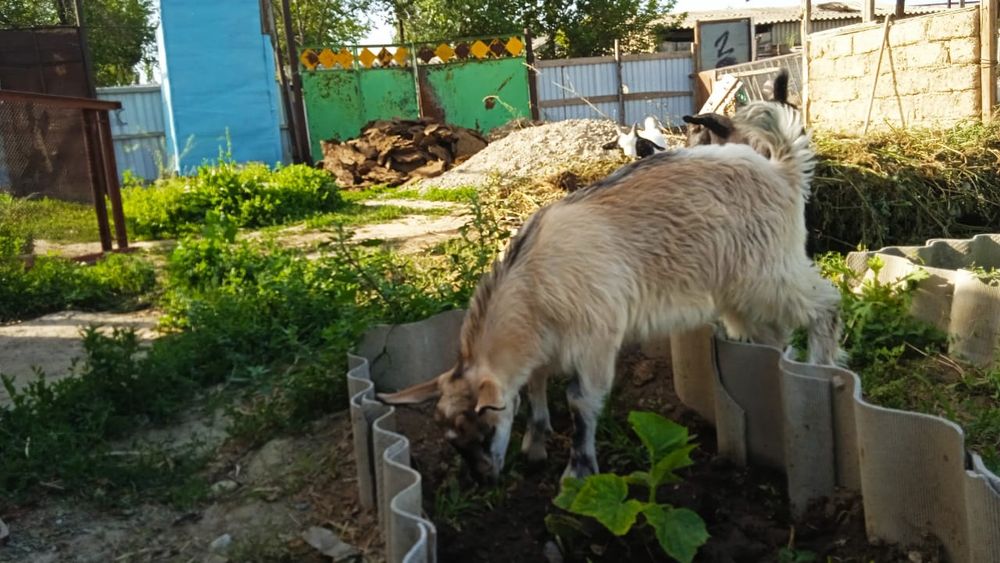Сүтті ешкінің лақтары сатылады.