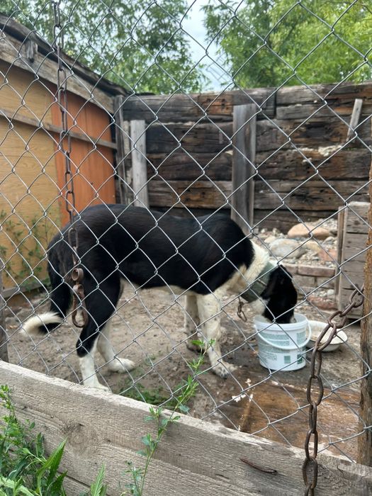 Срочно Продам алабая 6 месяцев