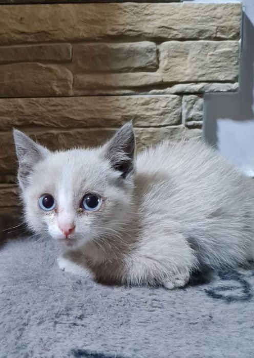 Очаровательные котята 2 месяца