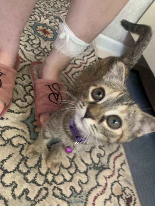 Кошка,отдам радом