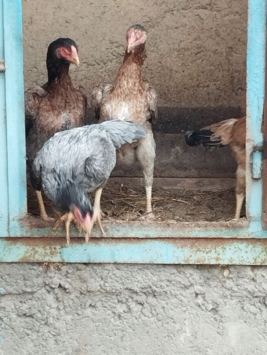 Дакан товуклари ва тухумлари сотиладии