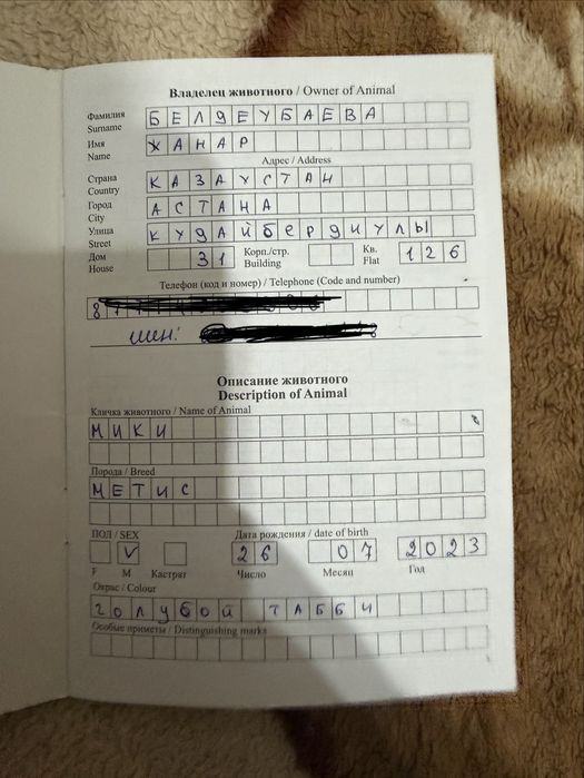 Кот в добрые руки