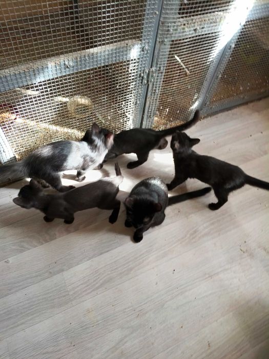 отдадим котят добрым людям