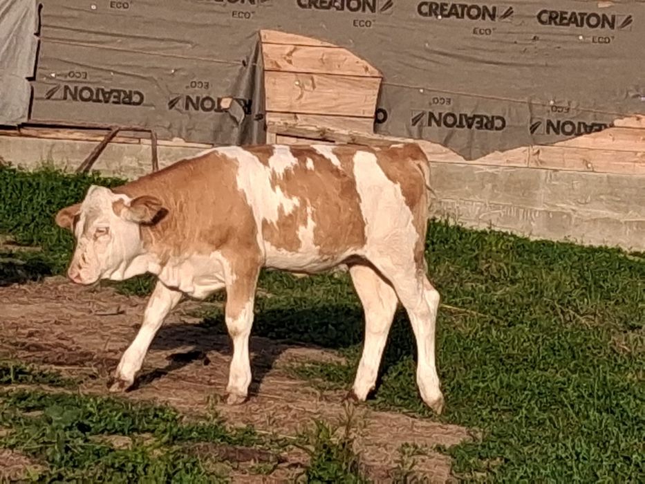 Vand 2 vitele si un vitel