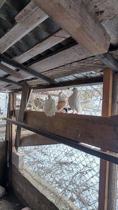 pereche porumbei metis sau curcanasi