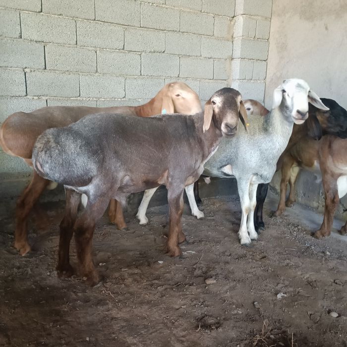 Урыктыкка токты-кошкарлар 5 бас