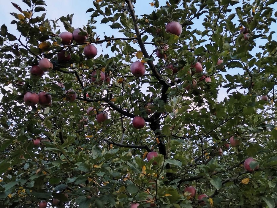 Mere și pere de vânzare în Magura