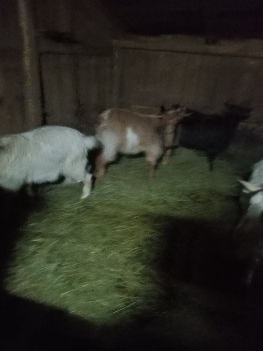 Vand 4 capre gestante