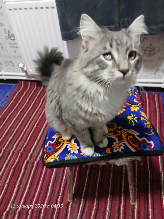 Кот Кеша на вязку