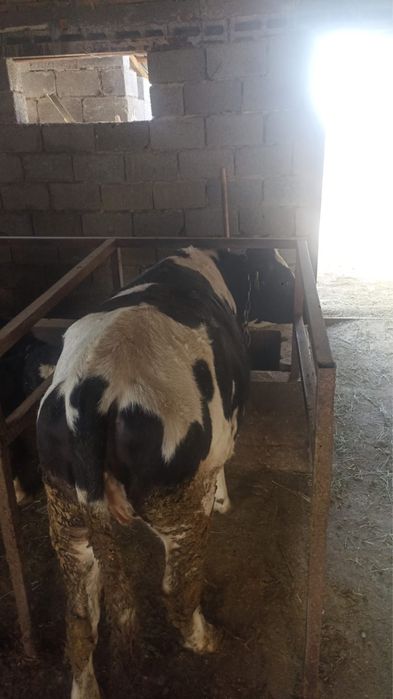 Телка Кунажын безрогая