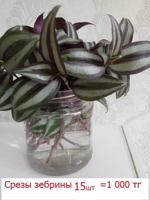 Комнатные цветы по 500 тг