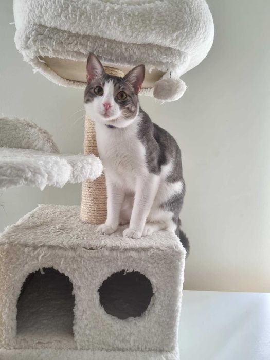 Търси се дом за млад и енергичен котарак