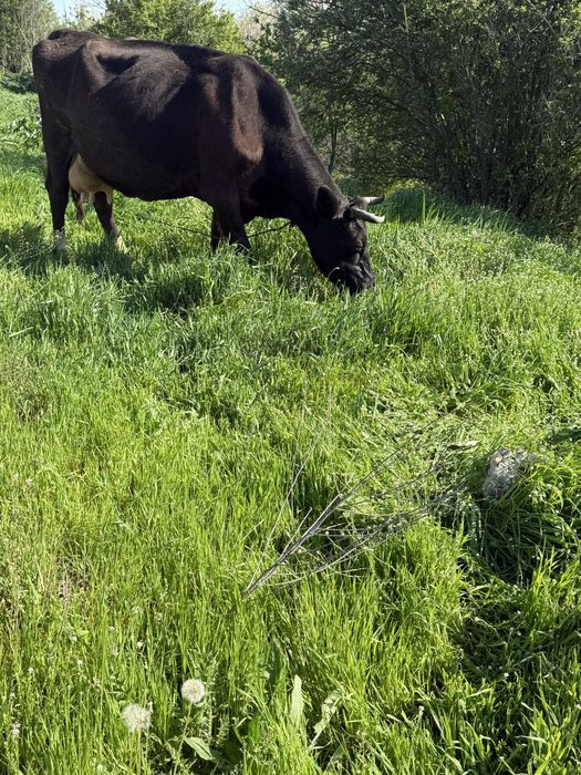 Vand vaca  cu 7 viței