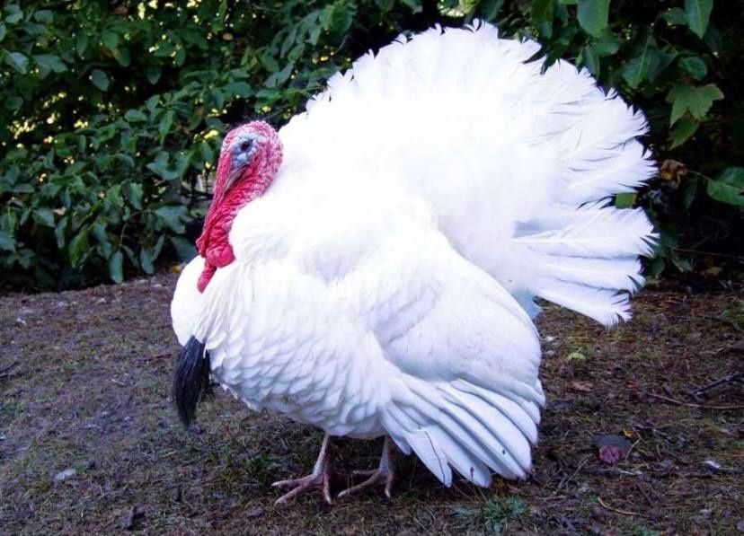 Эркак куркалар сотилади