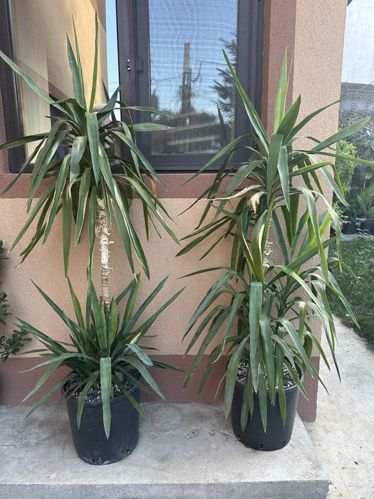 Flori interior/exterior