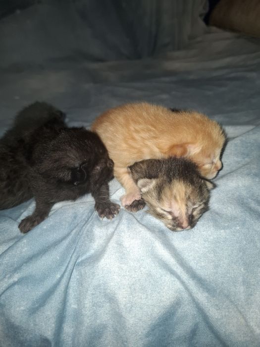 Кошки животные бесплатно