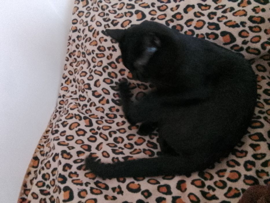 Отдам даром,пишите