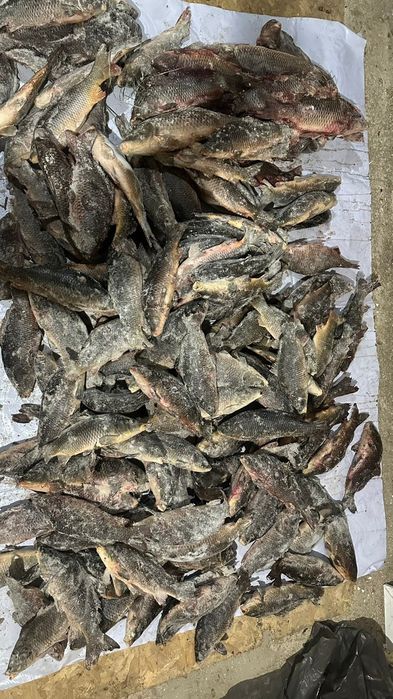 Сазан Рыбо свежый