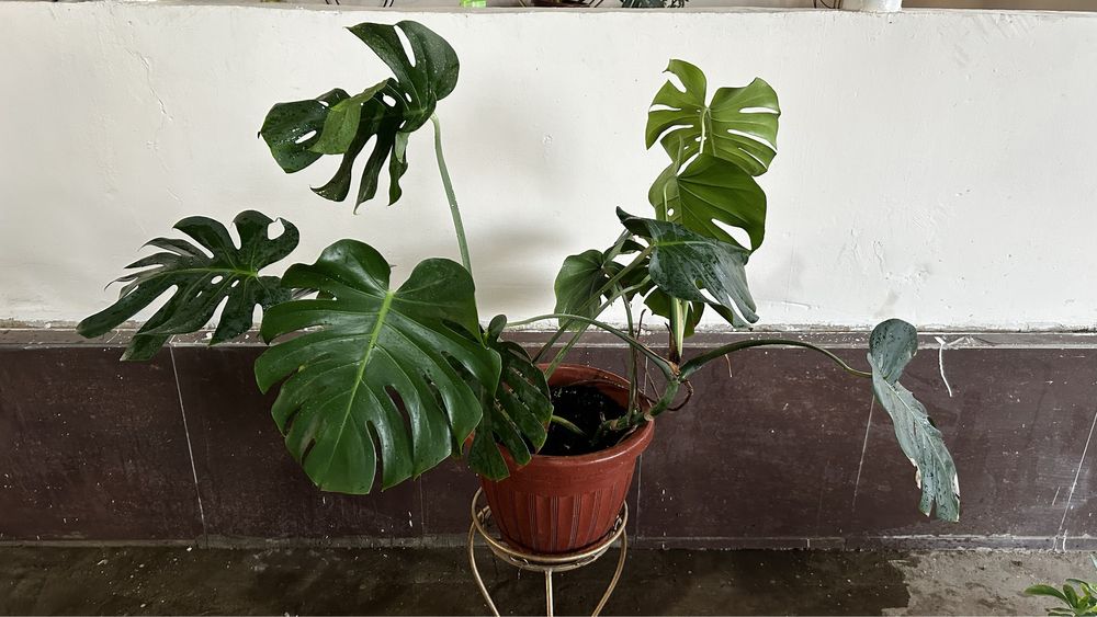 Монстера деликатесная