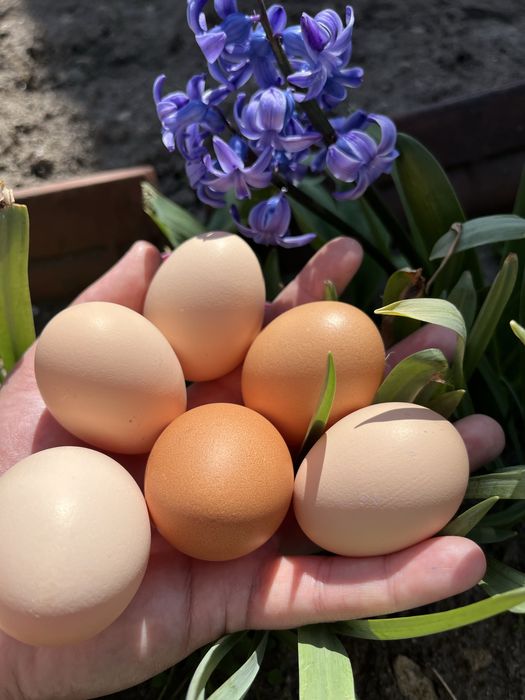 Млади домашни кокошки