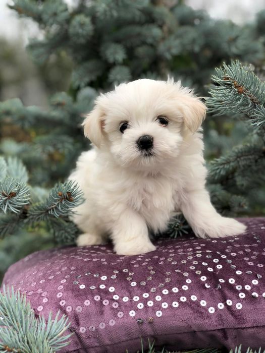Bichon maltez mini toy