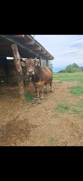 Vând vaca bruna de Maramureș