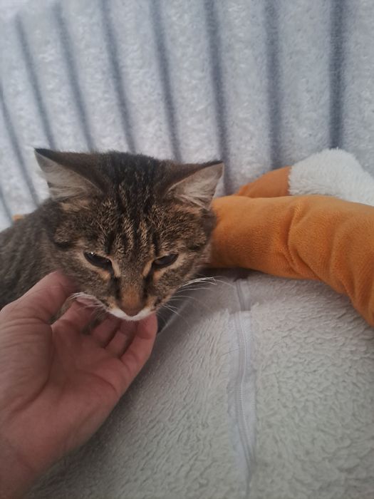 Отдам кошечку девочка