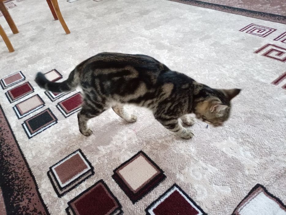 Mushuk bengal srochna sotiladi