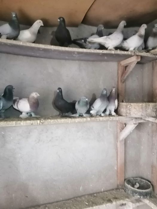 Голуби с начинающей игрой