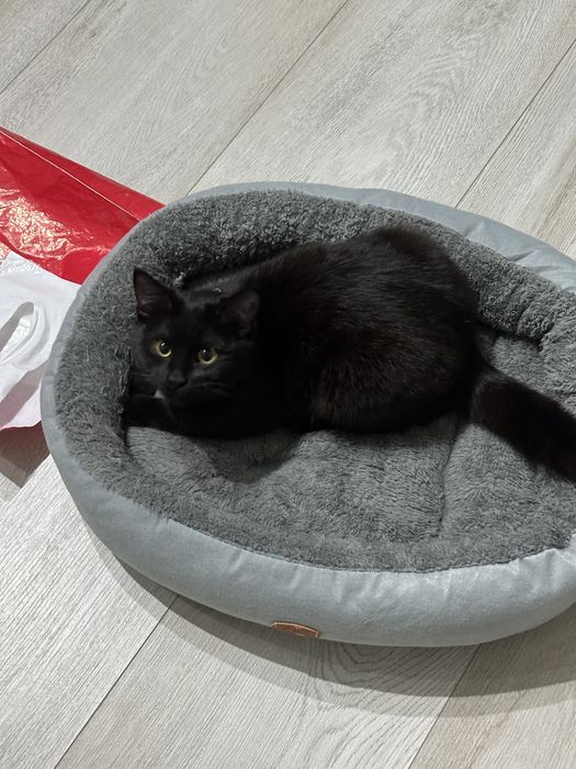 Кошечка ищет любящую семью