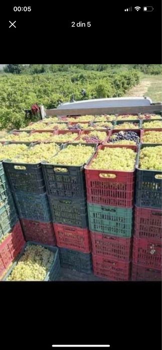 Vând struguri de vin