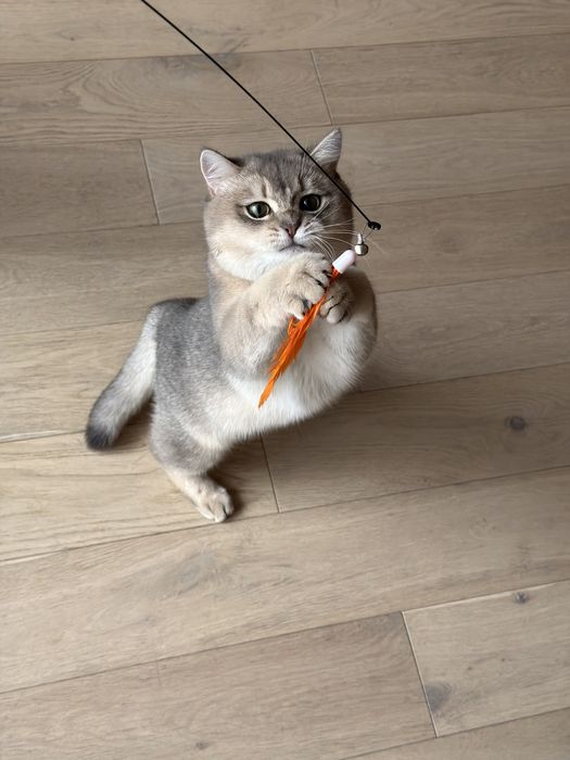 British shorthair chinchilla blue 9 luni motan