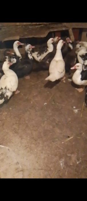 Продам уток 12 штук