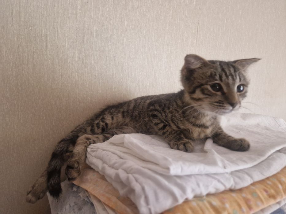 Девочка в добрые руки