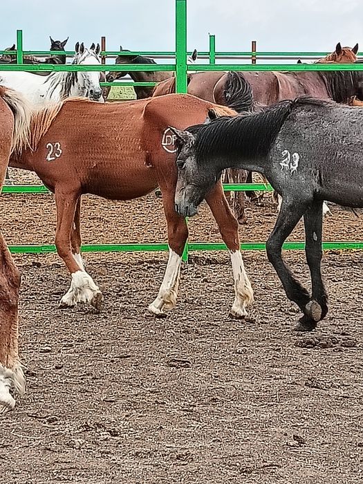 Тавро, танба, азот