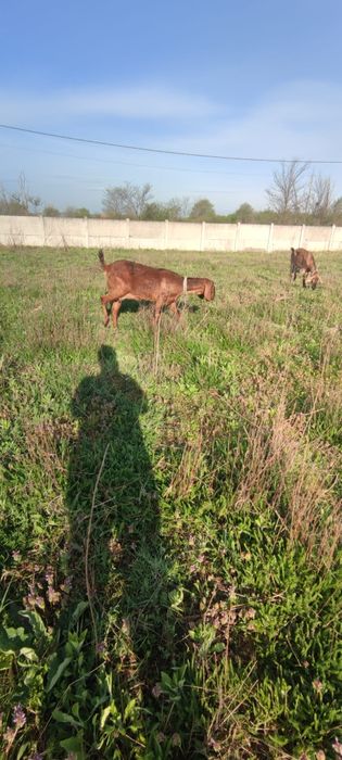 Capre cu iezi tinere