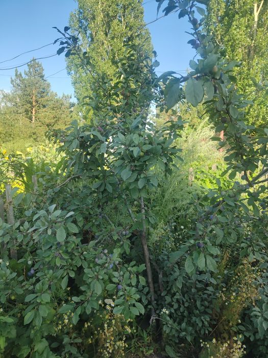 Продам дом в Гагаринское