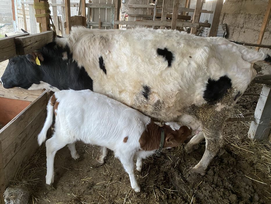 Сауын сиыр бұзауымен