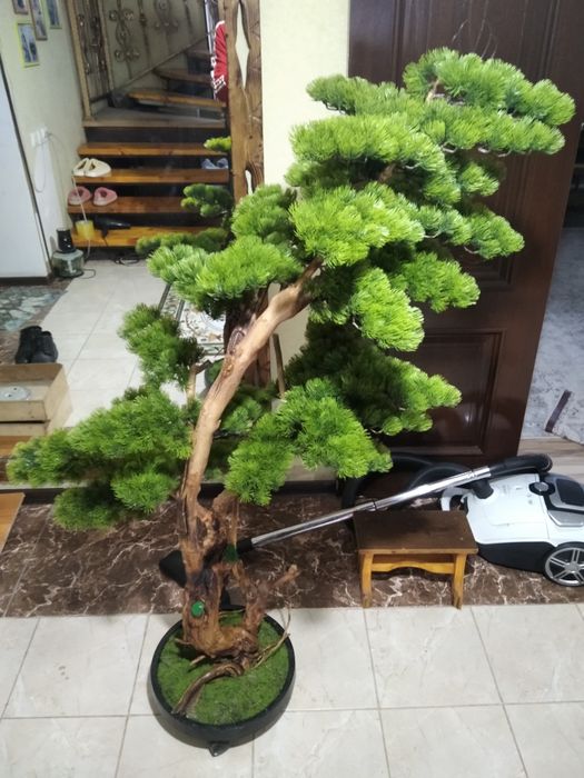 Бонсай ручная работа