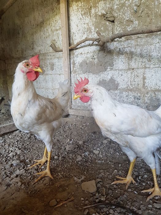 Jaydari 6 oylik oq xo'rozlar bor uy sharoitida boqilgan