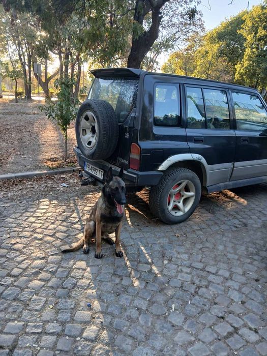 Белгийска Овчарка