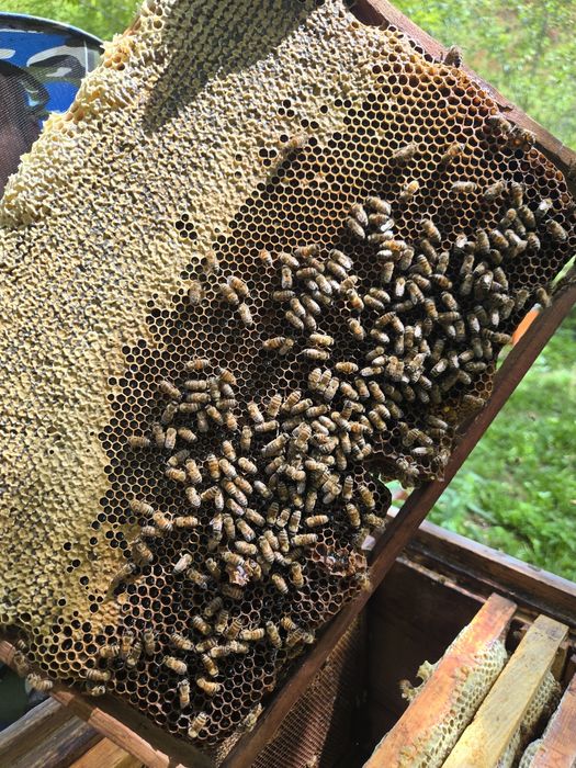 Продам мёд с собственной пасеки с ВКО