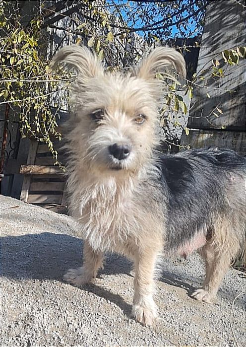 Пропала маленькая собачка.