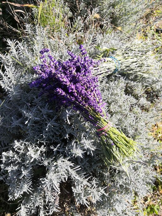 Tufe de lavanda blue scent.